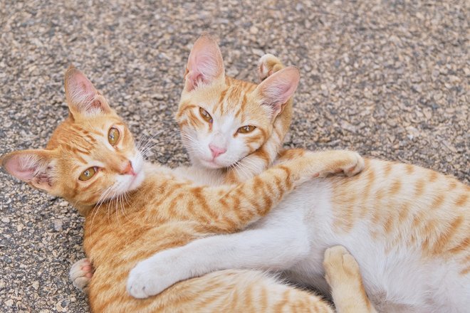 Кошачьи нежности