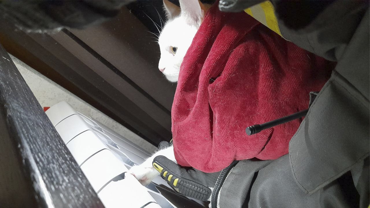 Застрявший котенок Застрявший котенок
