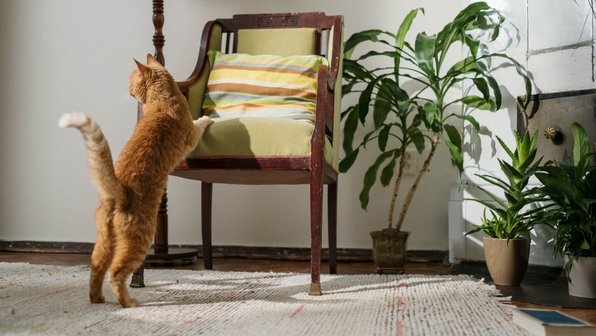 Не только обои и мебель: 3 причины стричь когти кошке