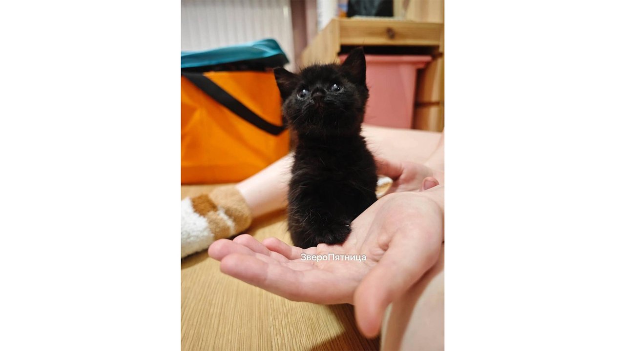 Крошечный котенок с автобазы нашел семью в тот же день Крошечный котенок с автобазы нашел семью в тот же день