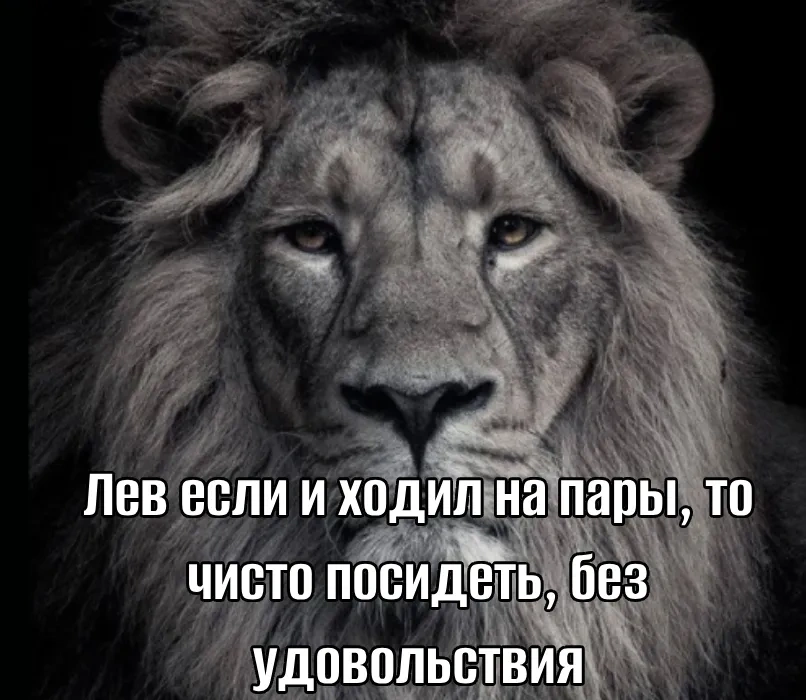 Черно-белая фотография льва с надписью «Лев если и ходил на пары, то чисто посидеть, без удовольствия». Черно-белая фотография льва с надписью «Лев если и ходил на пары, то чисто посидеть, без удовольствия».