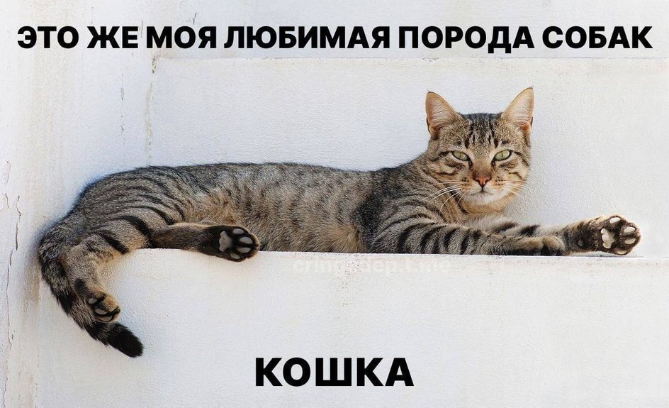 Мемы с котиками