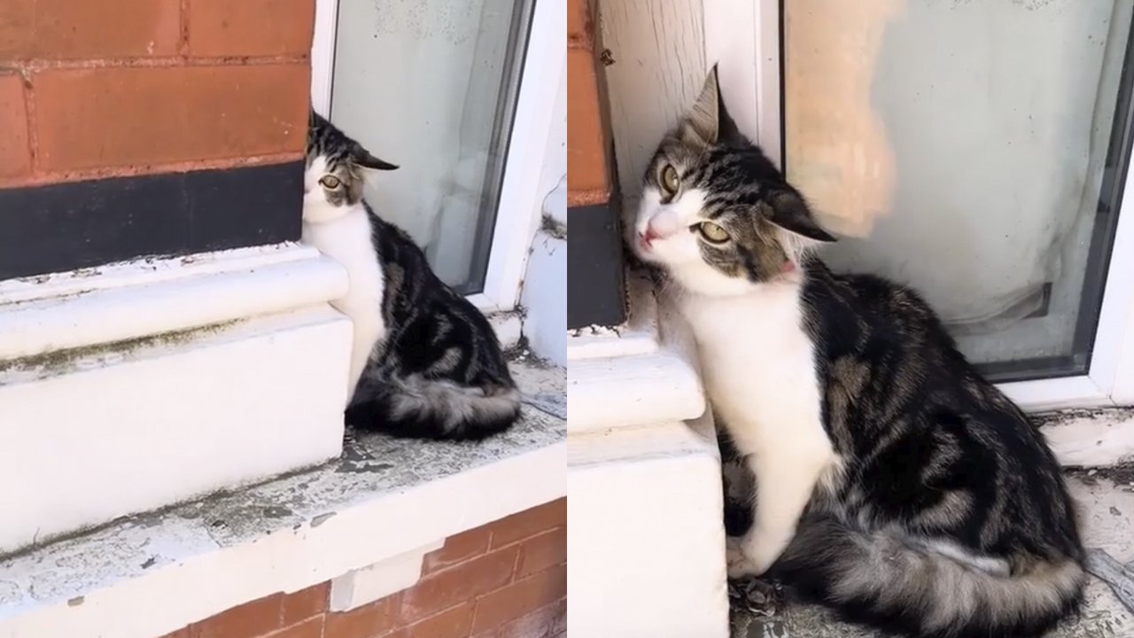 Кошка пришла домой Кошка пришла домой