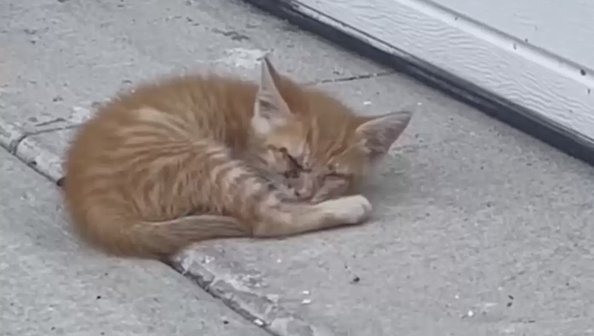 Мама-кошка подкинула слепого котенка чужим людям