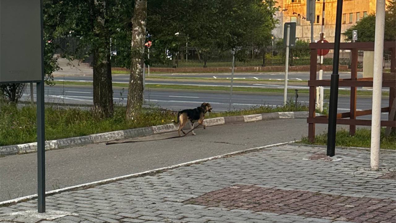 В Москве отряд ЧестерАлерт поймал и вернул домой 150-ю собаку