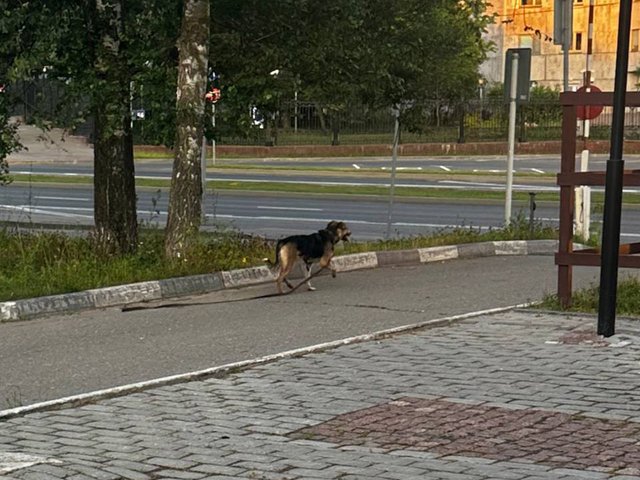 В Москве отряд ЧестерАлерт поймал и вернул домой 150-ю собаку