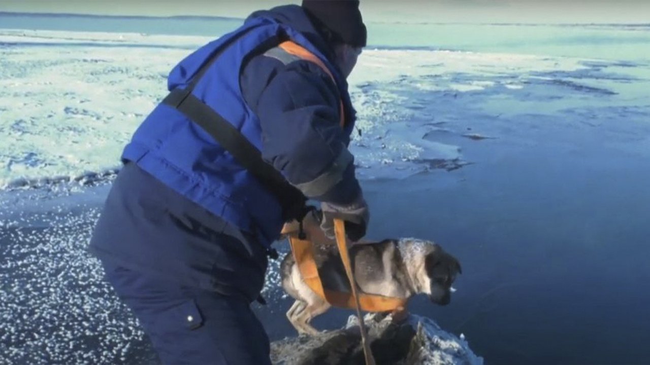 В Красноярске спасли собаку на отколовшейся льдине