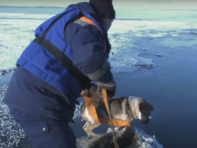 В Красноярске спасли собаку на отколовшейся льдине