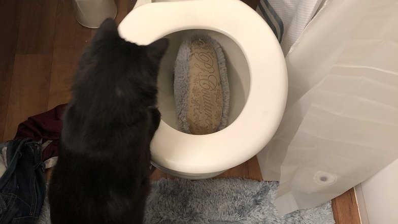 «Так классно, что кот решил отправить мою тапочку в унитаз». Источник: https://www.reddit.com/r/AnimalsBeingJerks/comments/auhnj1/he_threw_my_house_slipper_in_the_toilet/