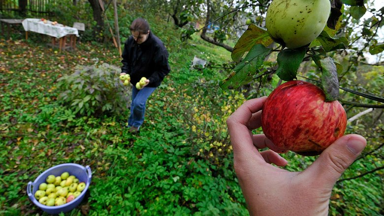 Подробный лунный календарь садовода и огородника на октябрь 2023 года:  обеспечить задел на хороший урожай - Погода Mail.ru
