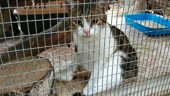 «Кот-наркокурьер» сбежал до суда
