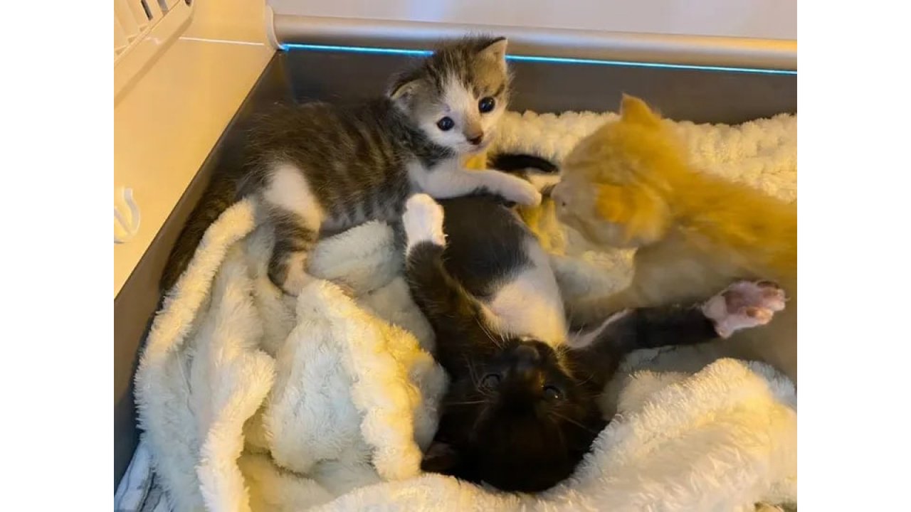 Кот Кот
