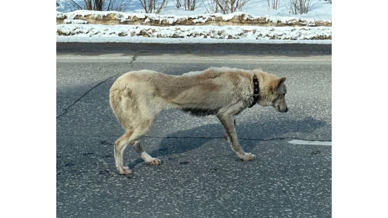 В Нижнем Новгороде спасли истощенную до скелета собаку