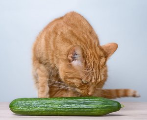 Кошка боится огурца
