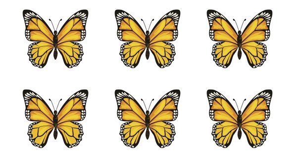 Только одна бабочка отличается от остальных — но не все ее заметят