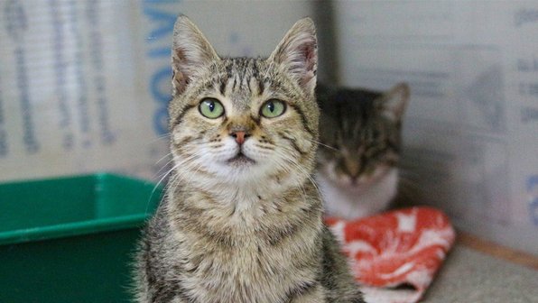 Приютский котенок с тремя лапами нашел дом в Краснодаре