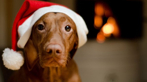 Что подарить собаке на Новый год. 7 идей для подарков