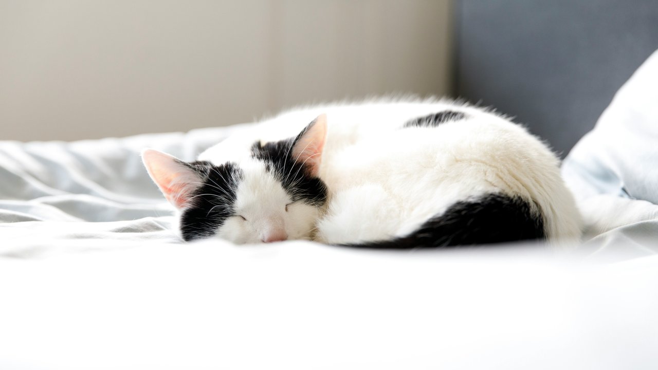 Черно-белый кот спит