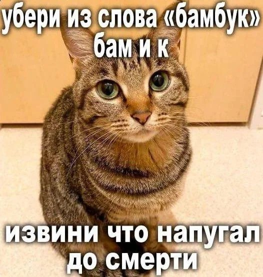 Кот, который всех напугал