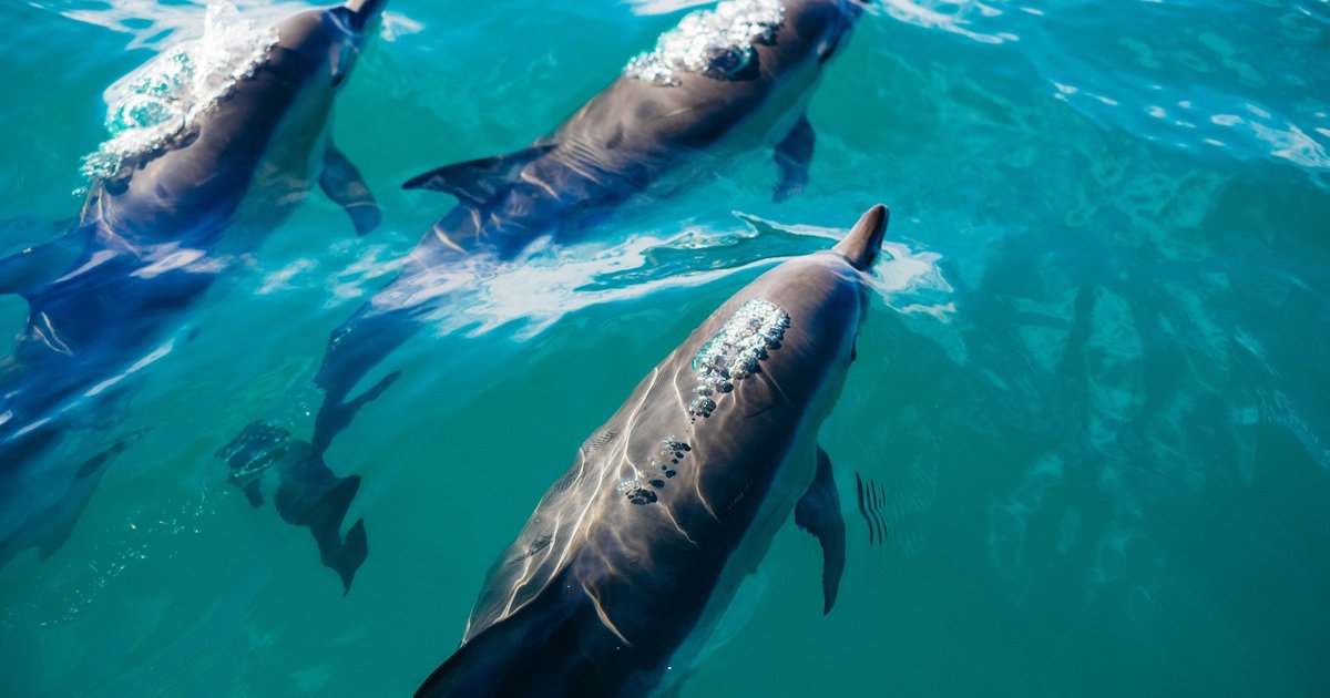 «Кожа» дельфина улучшила работу винтов на судах