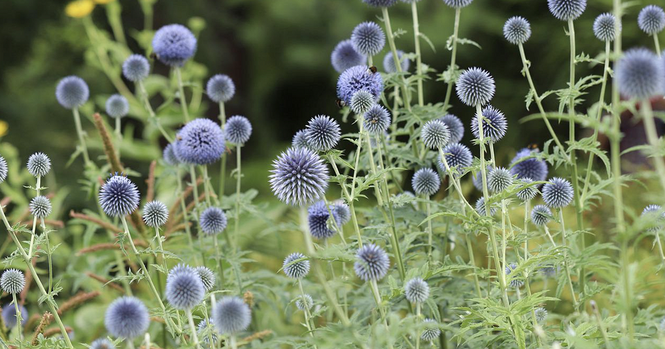 13 самых опасных растений в саду для тех, кто страдает аллергией