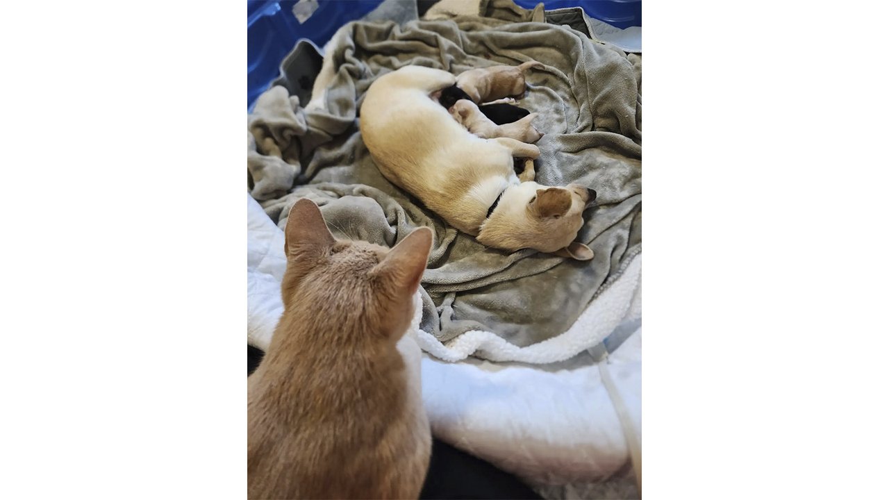 Кошка и чихуахуа Кошка и чихуахуа