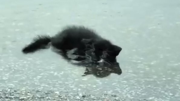 Малыш, который сдался: обессиленного котенка спасли из лужи