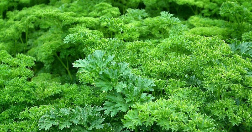 6 антистресс-растений, которые вы можете вырастить на даче