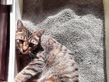 Кошечка по имени Лика Кошечка по имени Лика