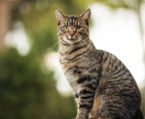 Бездомная кошка