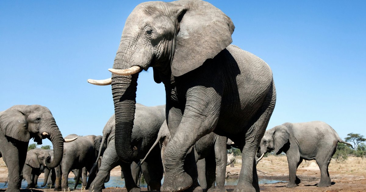 Зачем слоны «поют» в хоре: ответ ученых