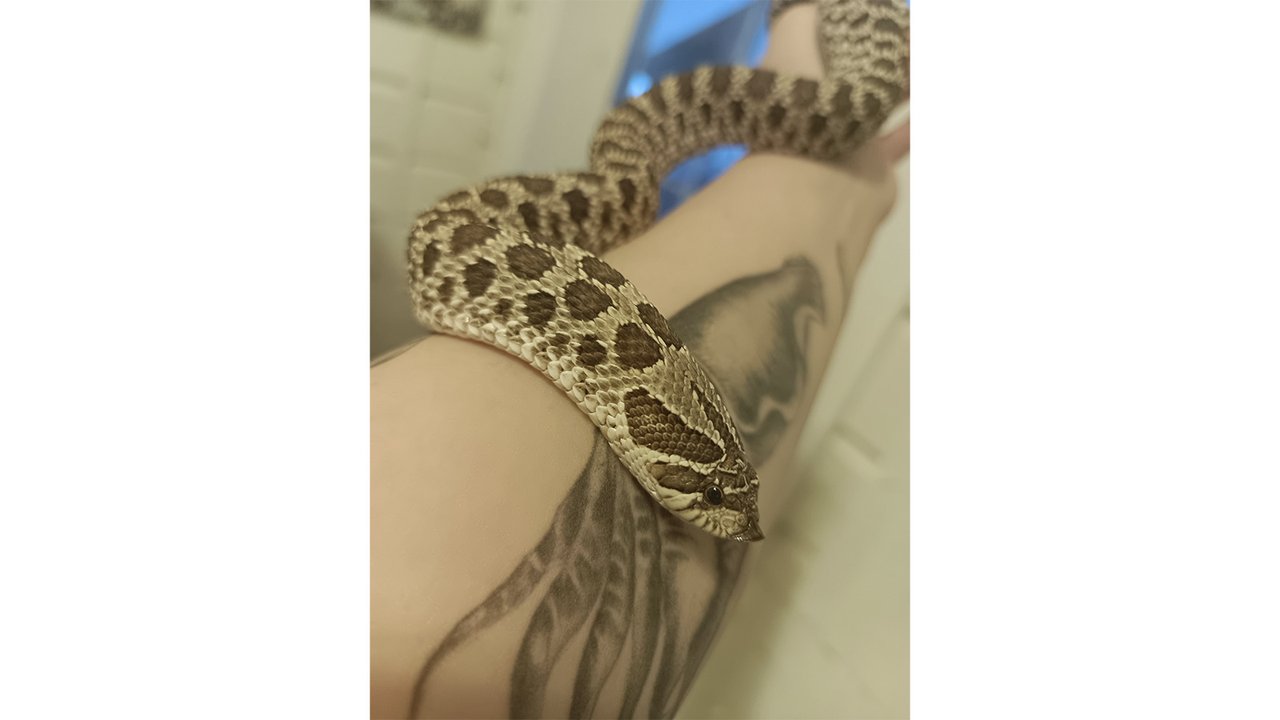 Свиноносый уж (Heterodon nasicus) Свиноносый уж (Heterodon nasicus)