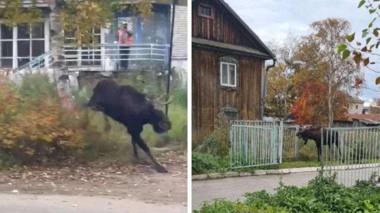 лось лось