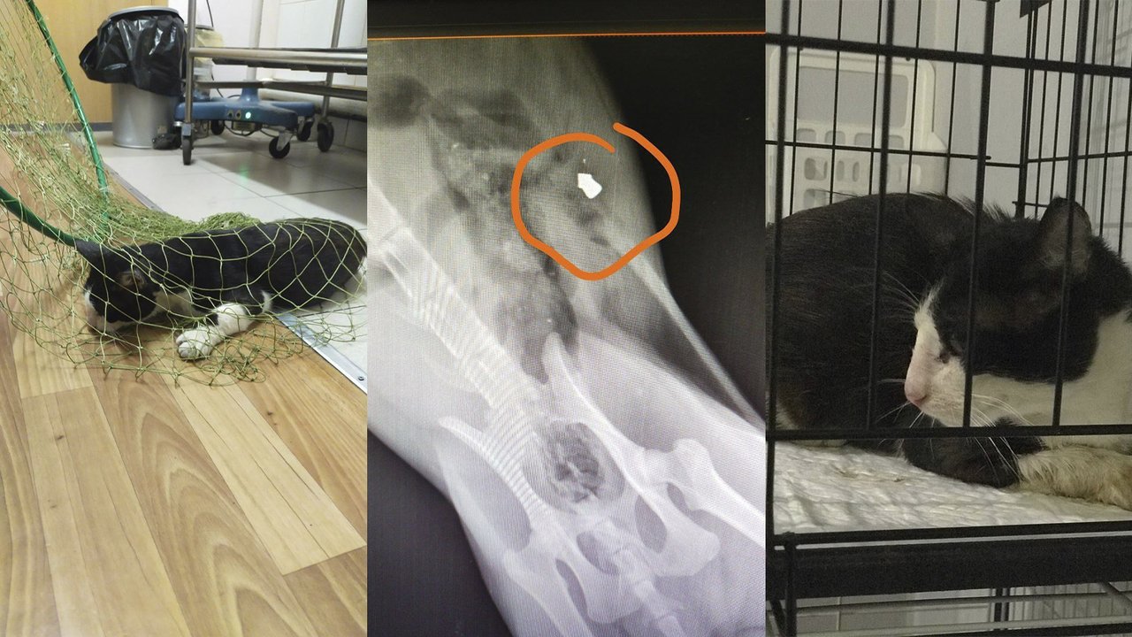 Кота Васю доставили к врачу Кота Васю доставили к врачу