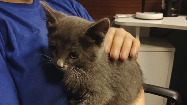 В Москве спасли котенка, дав ему послушать запись голоса кошки