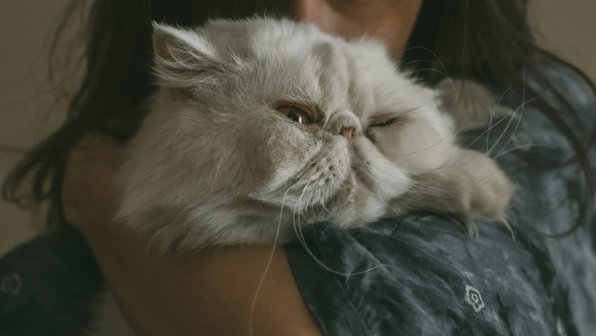 Как успокоить кошку: советы, лайфхаки и мнения экспертов