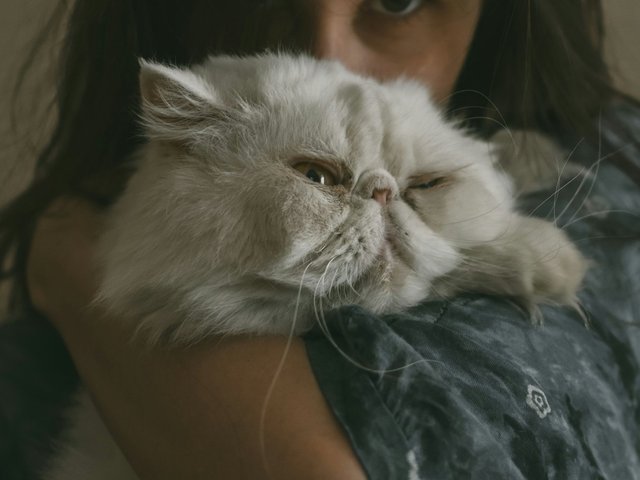 Как успокоить кошку: советы, лайфхаки и мнения экспертов