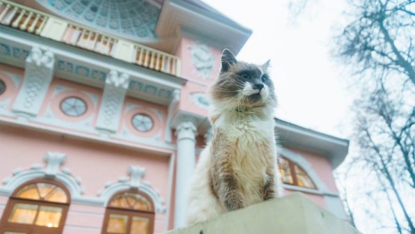 Тихон из Покровского: кот, ставший «лицом» дворянской усадьбы