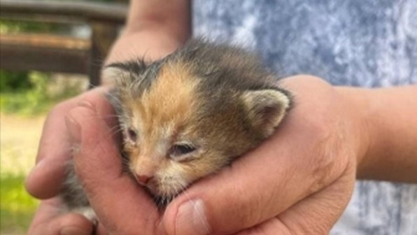 В Ульяновске из-под капота спасли крошечного котенка