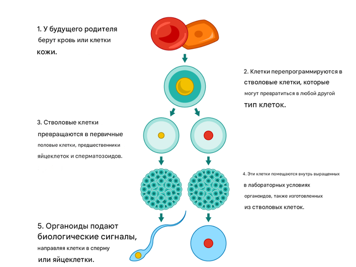 Схема эксперимента Схема эксперимента