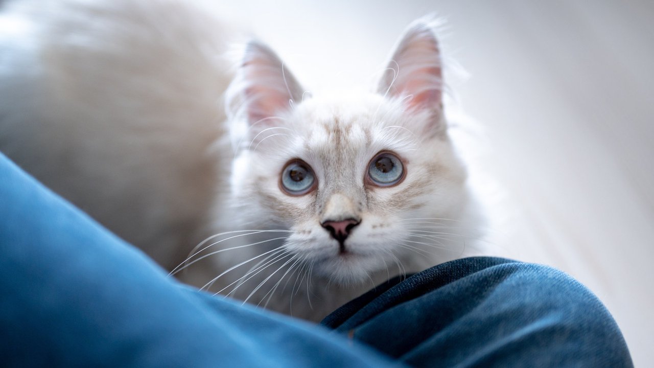Кошки с голубыми глазами фото