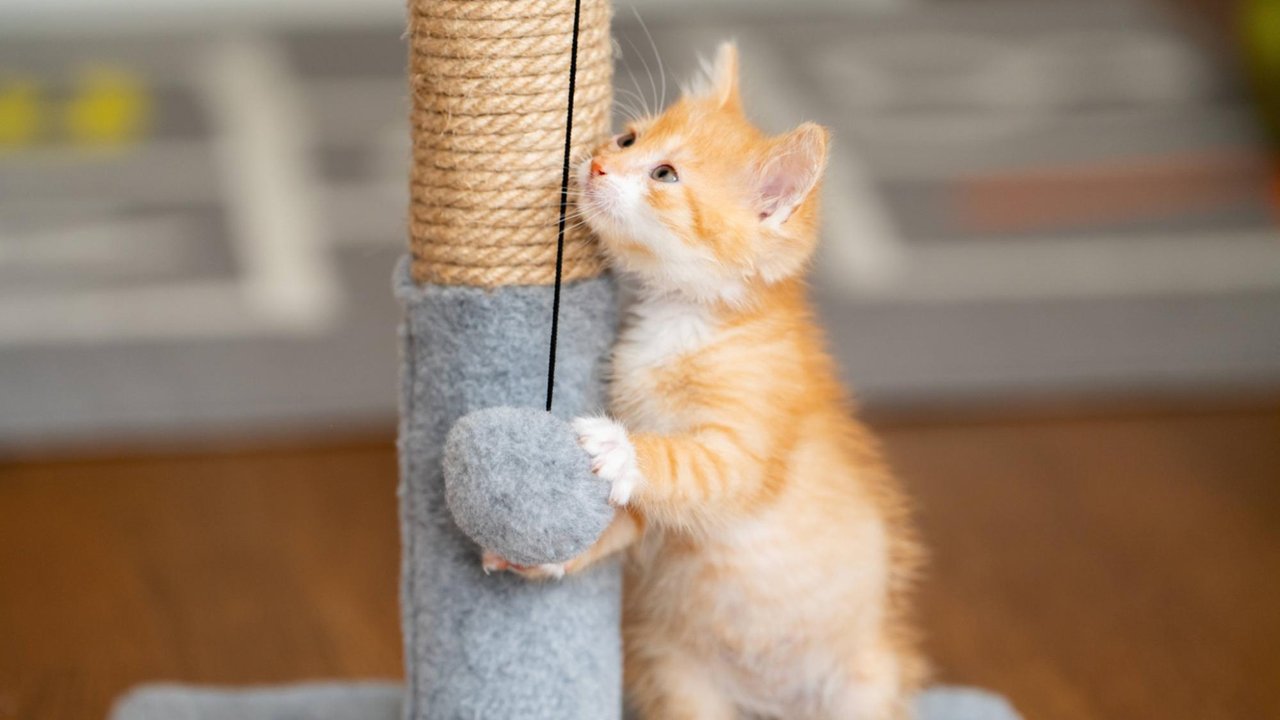 Котенок с когтеточкой Котенок с когтеточкой