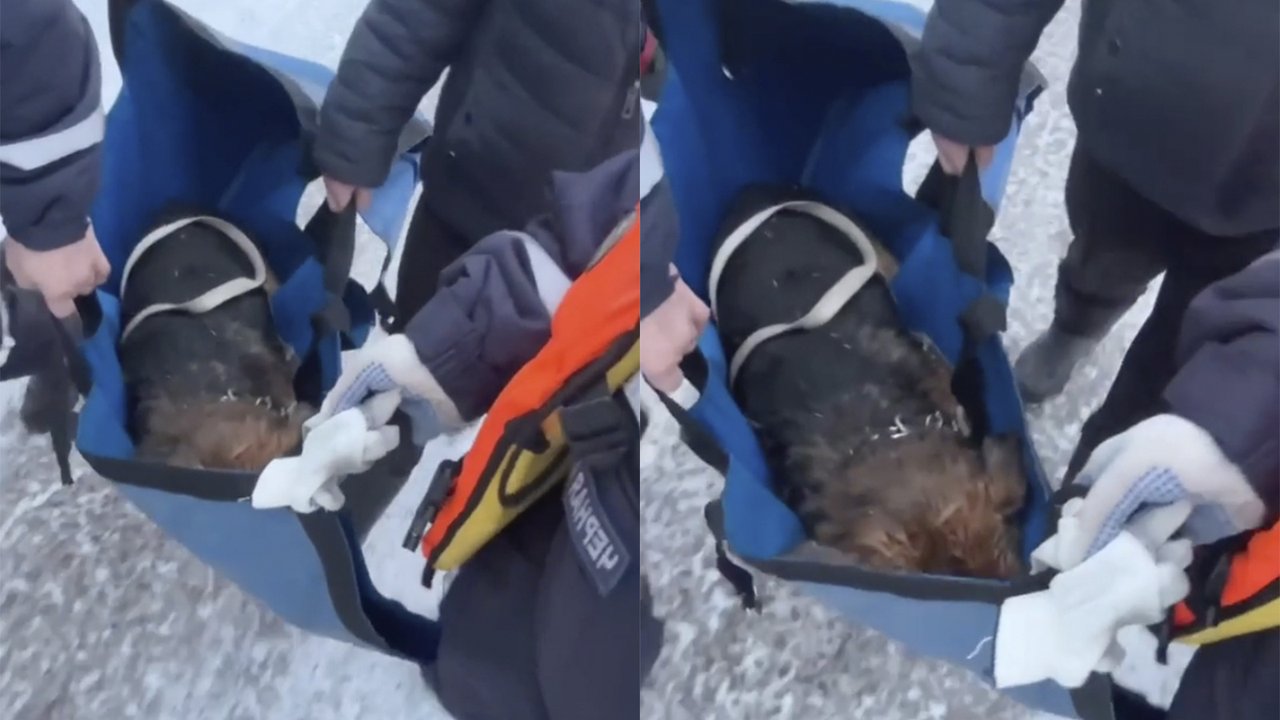 Под Можайском спасли и отогрели собаку, провалившуюся под лед в пруд Под Можайском спасли и отогрели собаку, провалившуюся под лед в пруд