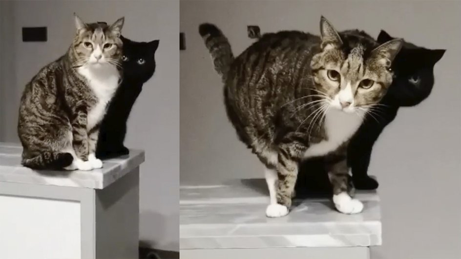Кот или тень? Кот или тень?