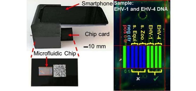 Состав системы: смартфон и подложка в виде &quot;карточки&quot; для тестов. Фото: Micro & Nanotechnology Laboratory, University of Illinois at Urbana-Champaign