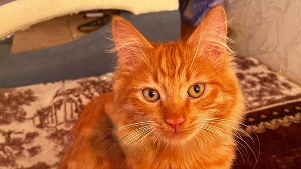 Домашний кот из Барнаула оказался в заложниках у арендодателя