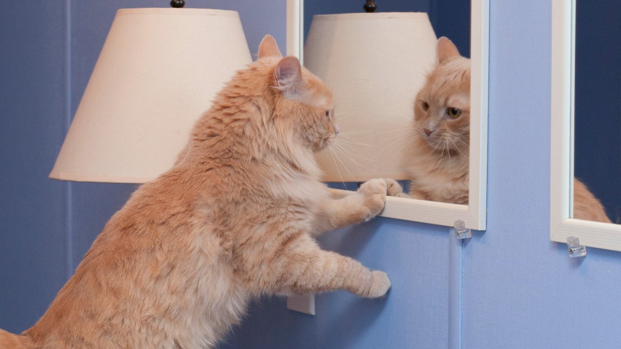 Я ль на свете всех милее?» Что кошка видит в отражении зеркала - Питомцы  Mail.ru