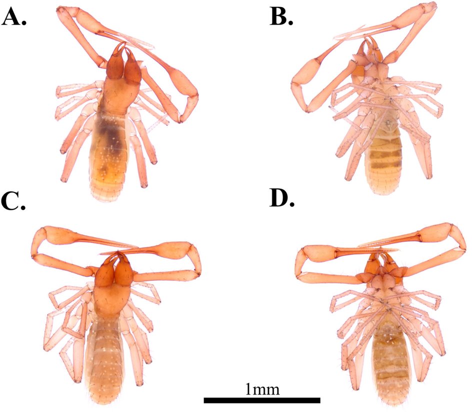 Внешний вид Spelaeochthonius dugigulensis Внешний вид Spelaeochthonius dugigulensis
