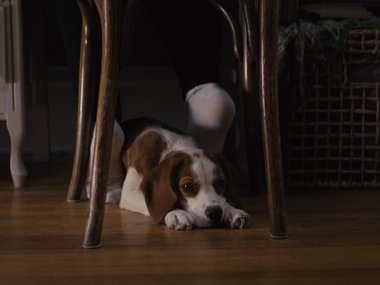 Кадр из фильма «Собачья жизнь 2».