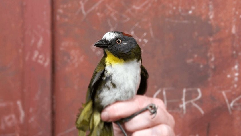 Рыжешейный колокольчик (Aleadryas rufinucha). Фото: University of Copenhagen